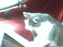 "BABY RAYNE"  Dyno tech.