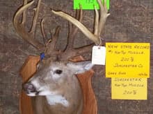 My deer on display at the 2008 Maryland Trophy Deer Contest. He ended up the new muzzleloader state record.