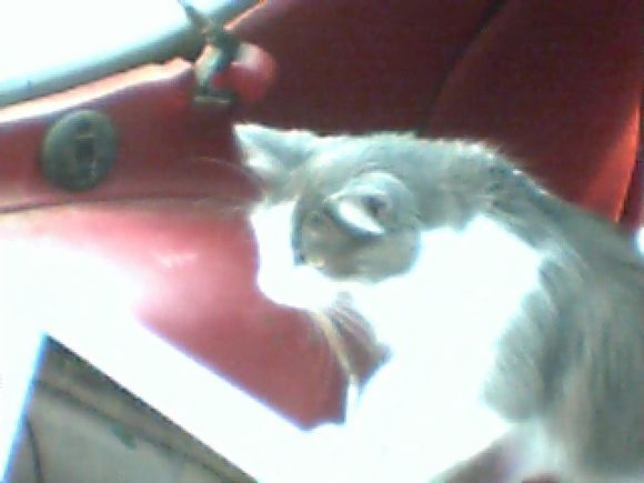 "BABY RAYNE"  Dyno tech.