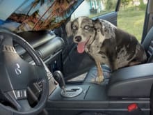 My aussie Rio after getting his "puppy cut" and first ride in the new G35. August 2016