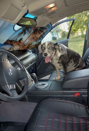 My aussie Rio after getting his "puppy cut" and first ride in the new G35. August 2016