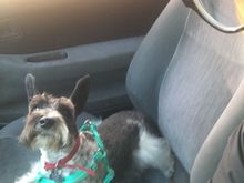 My co pilot Bravo