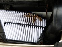 A mouse chewed through the air filter...