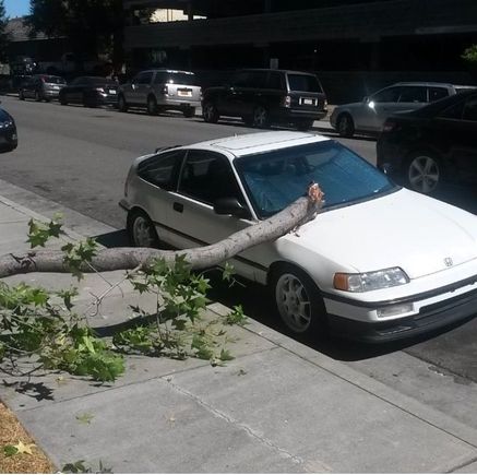 Then one day i had a tree fall on it while I was at work 😞