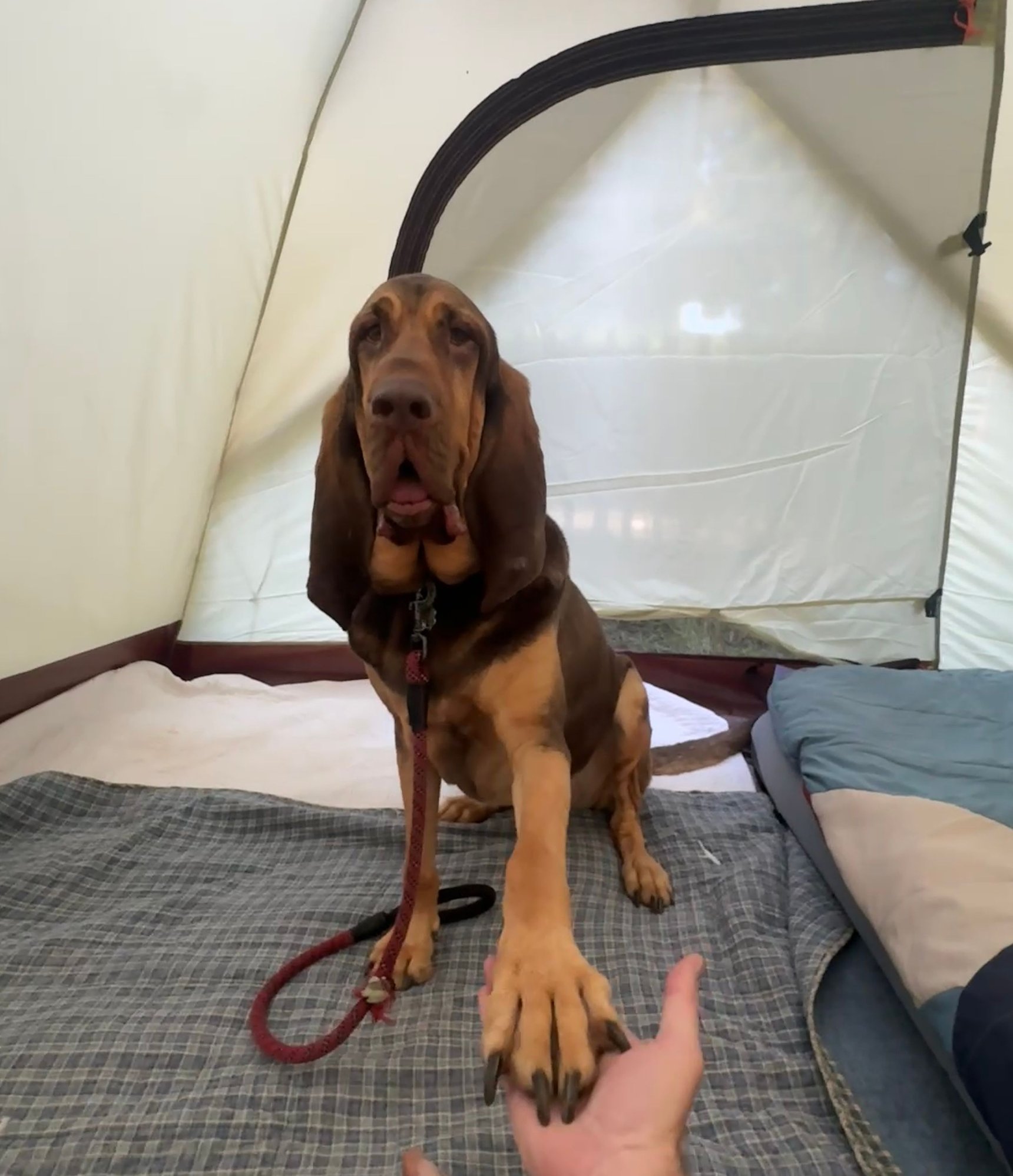 Hound approved