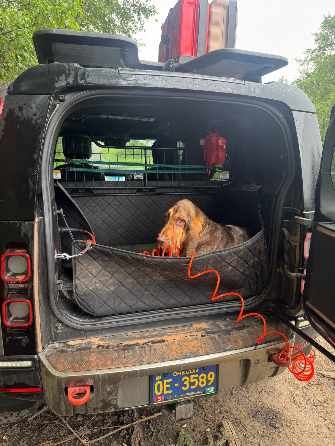 As usual the bloodhound’s least favorite part of the day is the air up / air down noisy compressor in her space.