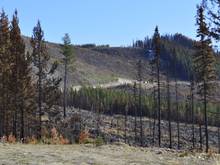 Just before our lunch stop, the stretch from the foreground and all they way up the hill was burnt