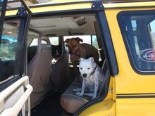 doggies