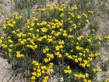 RoveringThe Sandhills WithAmyJune2014 556 (1800x1014)