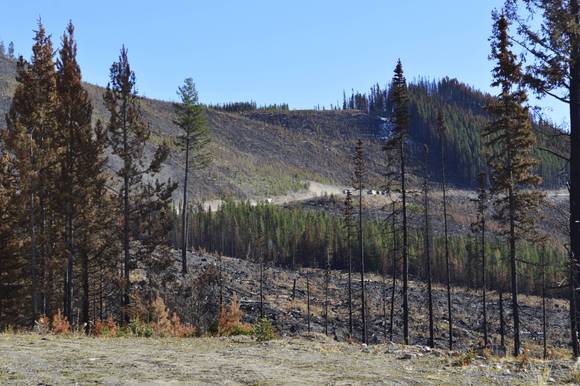 Just before our lunch stop, the stretch from the foreground and all they way up the hill was burnt