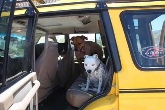 doggies