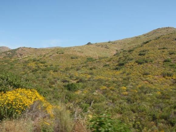 Hills in bloom