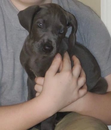 Wife got me a pure, blue Great Dane female pup.  Six weeks old and already eight pounds.  Will likely weight 150 based on parents' weights