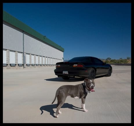 2002 Camaro
And my 2 year old Blue Pit &quot;Clutch&quot;