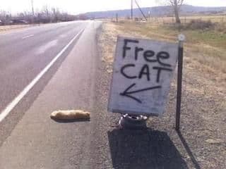 free cat