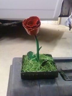 First rose.