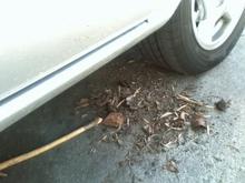 all this junk (minus the poking stick) was in my fender
