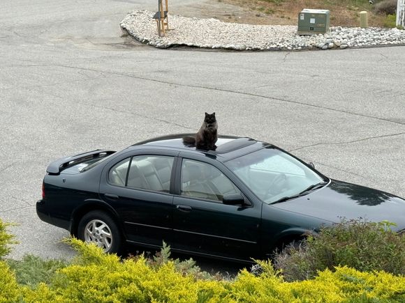 On a recent road trip. The cat was guarding my ride.