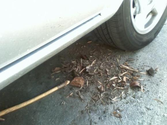 all this junk (minus the poking stick) was in my fender