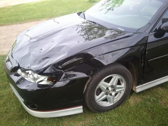 stupid deer!