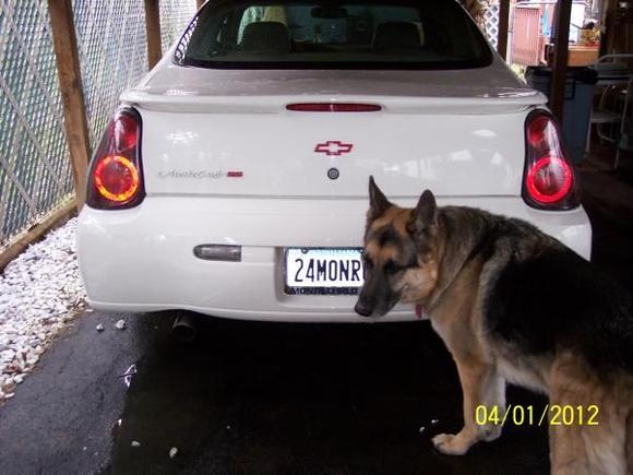 My Shep Loves The Monte :)