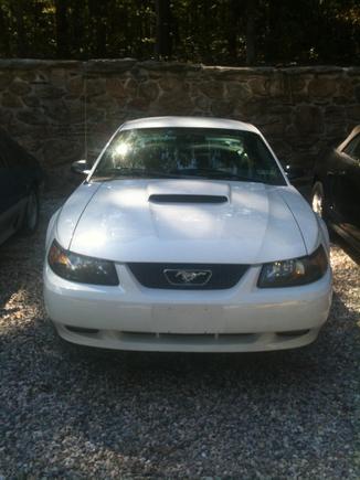 Mustang1