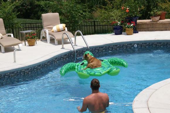 My dog Loves the PooooooL....