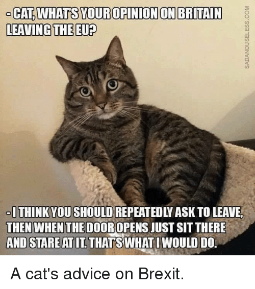 cat_whats_your_opinion_on_britain_leaving_the_eu_think_6163160_0737fd80a33479fcc26944c13bc62e6d3191f22e.png