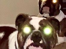 Winston and Chauncey - my evil bulldogs.