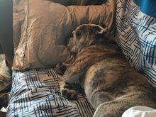 Here he is taking a nap in the RV while,I was out racing in the Sebring 48 Hours PCA event this past weekend