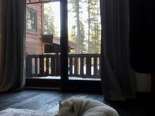 Ok her is my pet photo taken today in Tahoe. Kira our husky (mix) who we rescued after she broke her back leg twice and the owner gave her up. She’s now pretty healthy and happy but will have some arthritis when she’s old. Great thread.