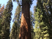 General Sherman in Sequoia National Park - the largest tree (by volume) in the world.