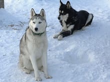 Reason I get up in the morning. Kuma and Kiska, rescued, as my other 2, from despicable abuse.