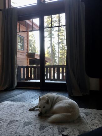 Ok her is my pet photo taken today in Tahoe. Kira our husky (mix) who we rescued after she broke her back leg twice and the owner gave her up. She’s now pretty healthy and happy but will have some arthritis when she’s old. Great thread.