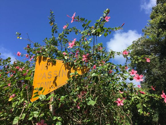 If I had shipped my Spyder to Kaua'i, it would have been in the "real" wild ;-). But not the fitting roads there...