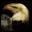 crying eagle