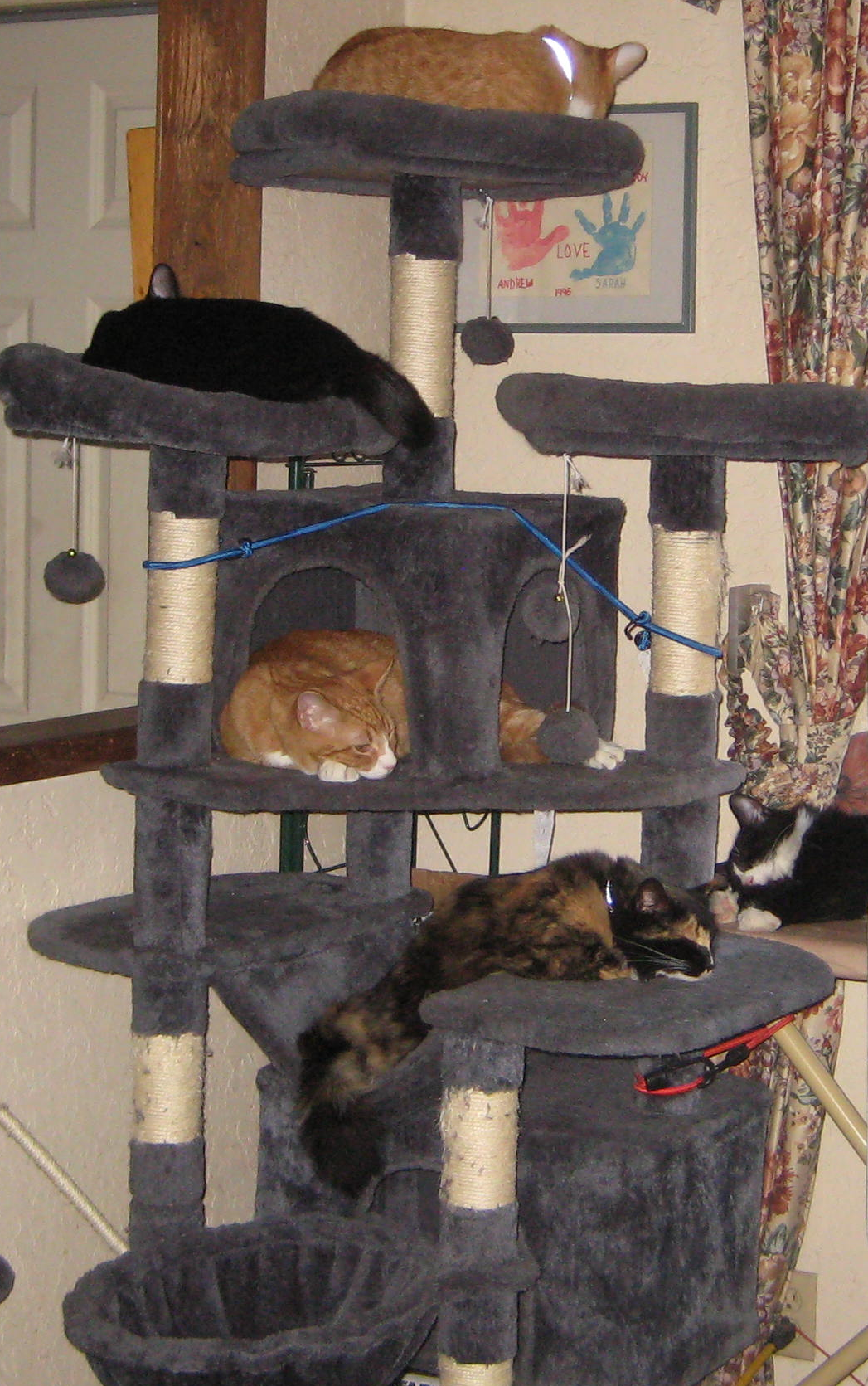 Top To Bottom Frisky,Dora,Oscar, Cali & Sylvester! MIA Issac & Wicker!