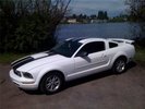 White stang