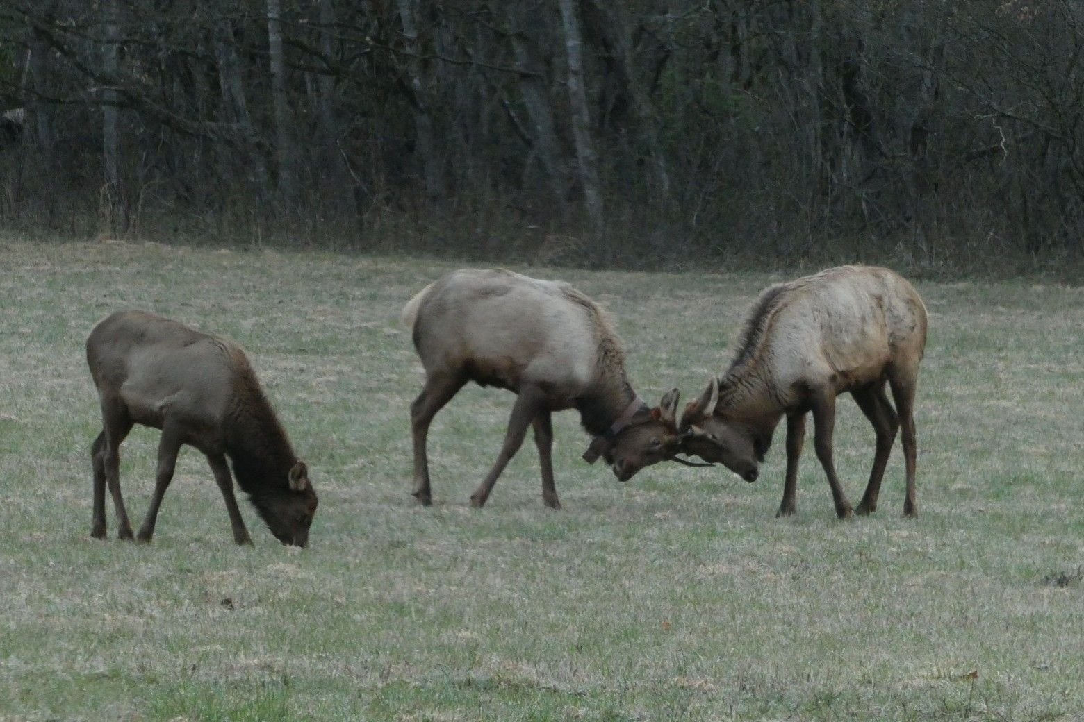 Young males sparring for future seriousness