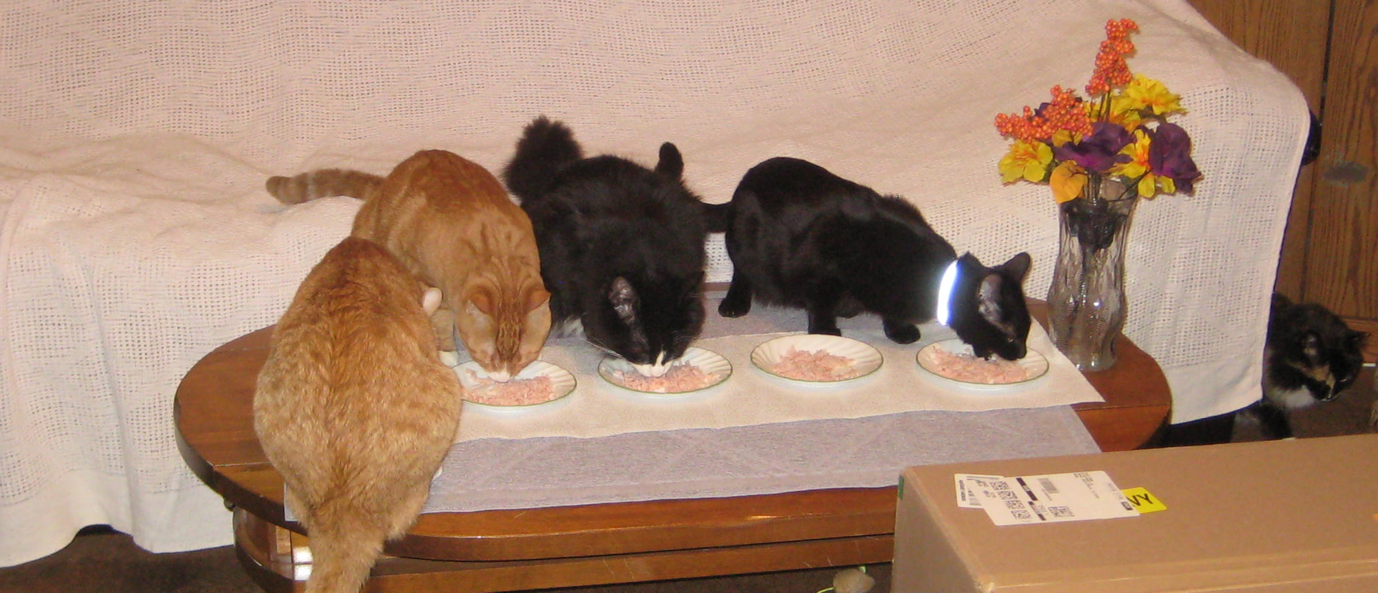 Our Cats Have Better table Manners Than a Lot of People I Have Dined With over The Years! Our Older Cats are a Bit anti Social And Had To Dine in Private! But The Kittens Were Great!