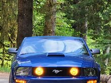 The GT loves the forest