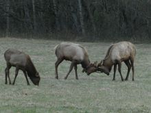 Young males sparring for future seriousness