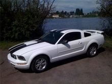 White stang