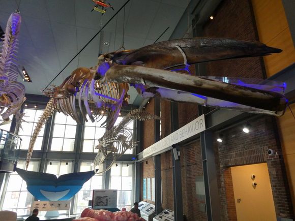 Main room w/ blue whale skeleton