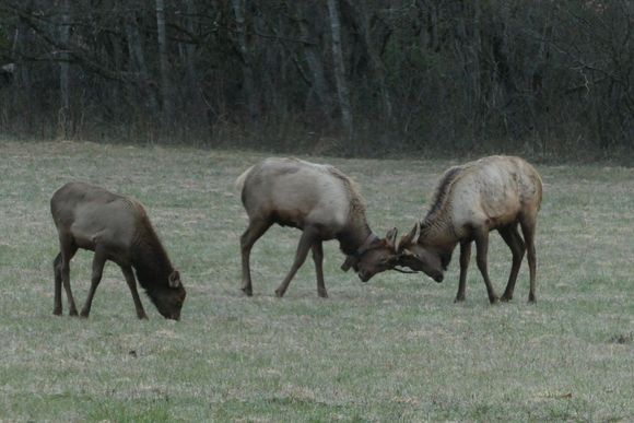 Young males sparring for future seriousness