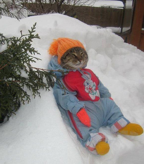 One Cool Cat!
