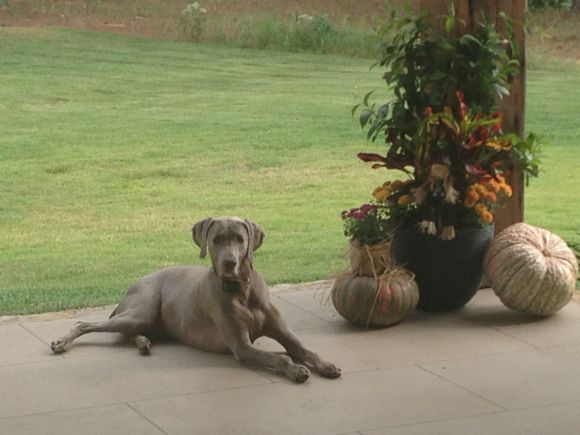 Here is my little guy just chillin. One of the most calm Weimaraners I have ever seen!