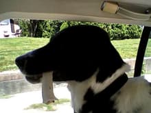 A picture of my puppy G.I Jack going for a ride in the back of the car. He loves his car rides, almost as much as he loves his walks. He's kind of a long story, but to make it short, he's a 3-legged border collie mix from Iraq. Yes, you read that right. Anyways, he happened to have a chewy in his mouth that day and was trying to stick his head out the window and bark at other dogs as we drove by them, but didn't want to drop his treat either so all that kept coming from him were these weird muffled sounds. It was all just a little too comical so I grabbed a pic while stopped at a red light.