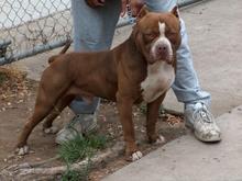 HAMMERHED NEW GOTTY POSE$$