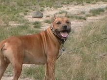 This is my other baby. His name is Diesel, he's an 8 year old American Staffordshire Terrier. And is basically the best dog that ever lived. :)